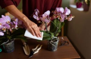 Orchideen Tauchen Statt Gießen