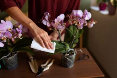 Orchideen Tauchen Statt Gießen
